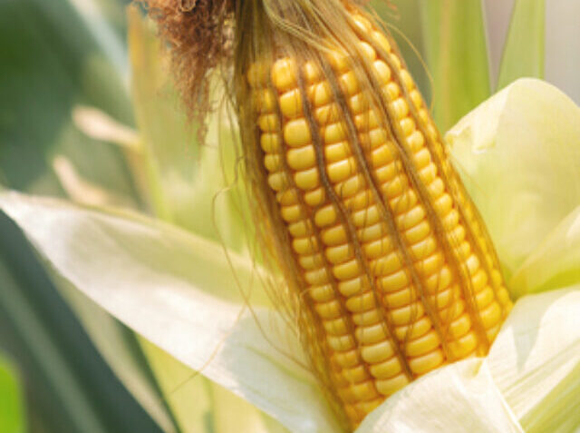 Corn on the stalk ready to harvest in the field.