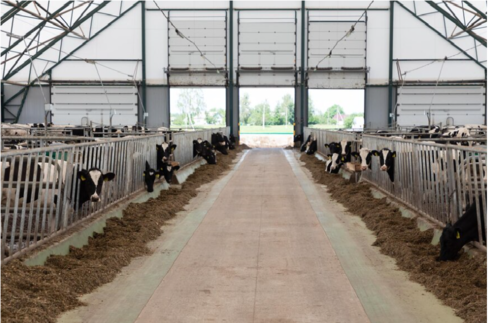 Animal farm 