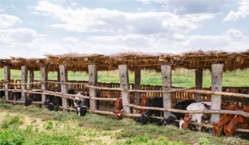 cows shed