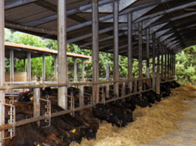 Breeding of Bufale Campane in southern Italy used for the produc