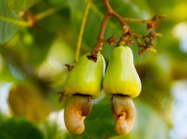 cashew-nut-3