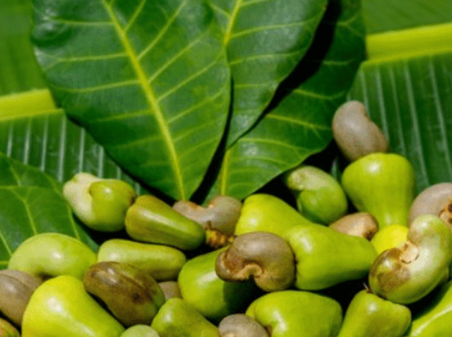 cashew-nut-5-min