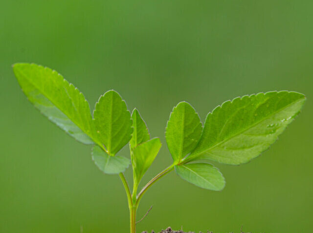 cropped-close-up-picture-sapling-plant-is-growing-5-scaled-1.jpg