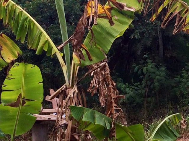 fertilizer-8-banana-peel