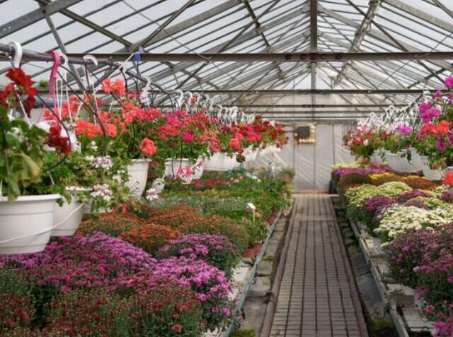 nursery-plant-2