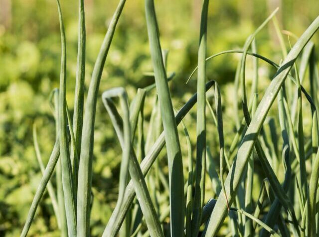 onion-leaves-farming-concept (2)-min