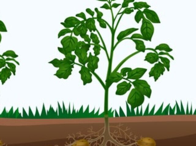 cropped-potato-min.jpg