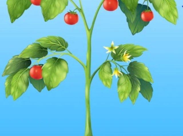 tomoto-plant-8