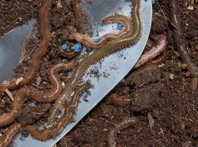cropped-vermi-compost-1-min.jpg