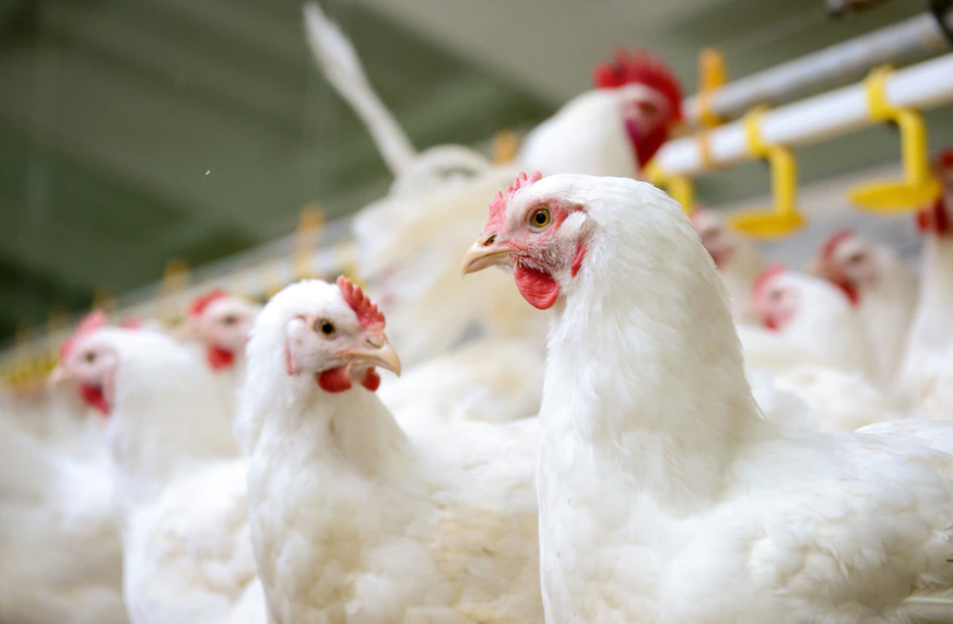 poultry farm