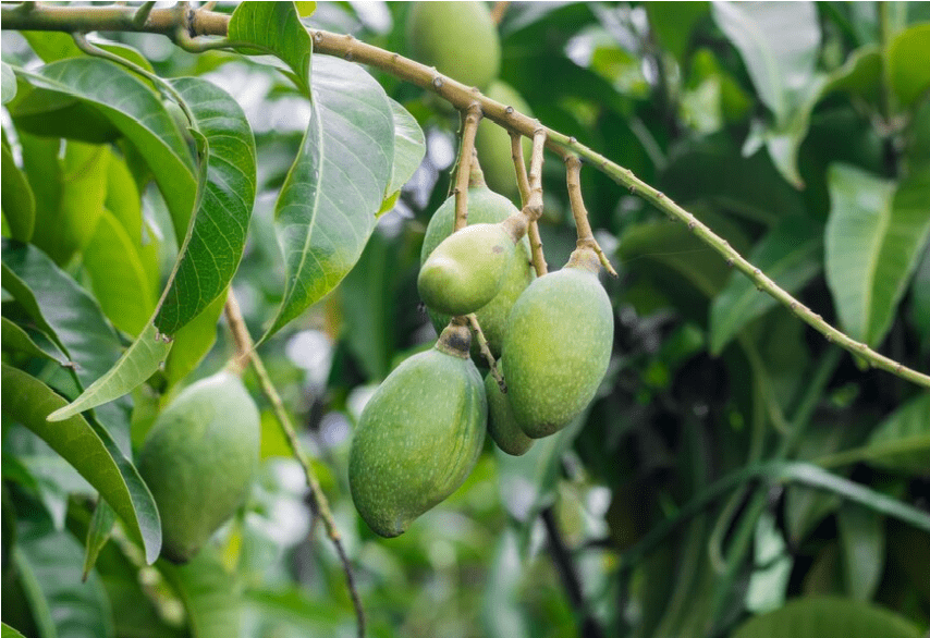 mango plant