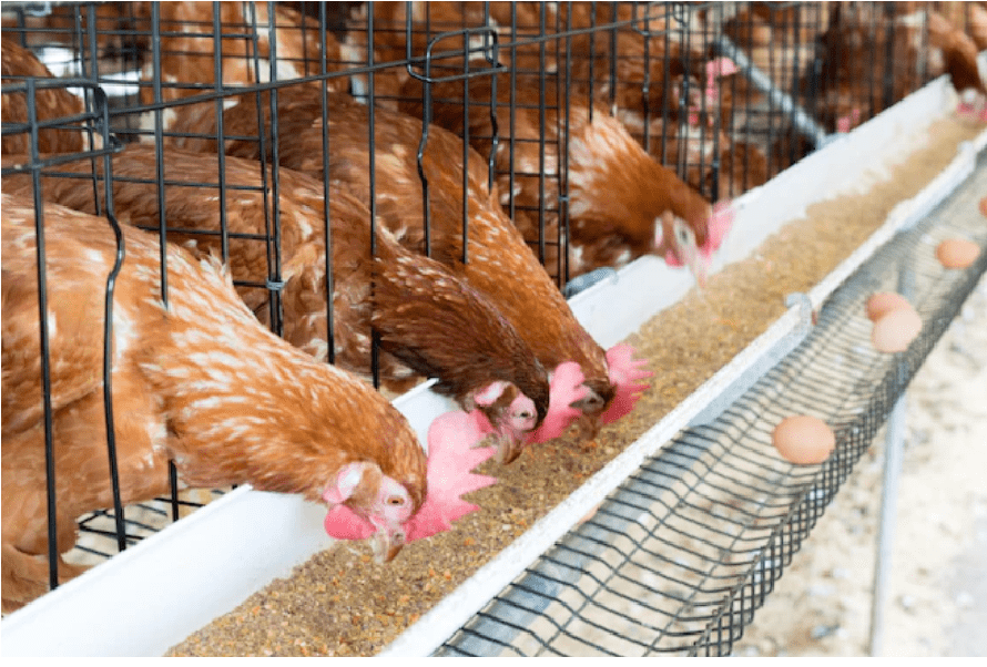 chicken feed