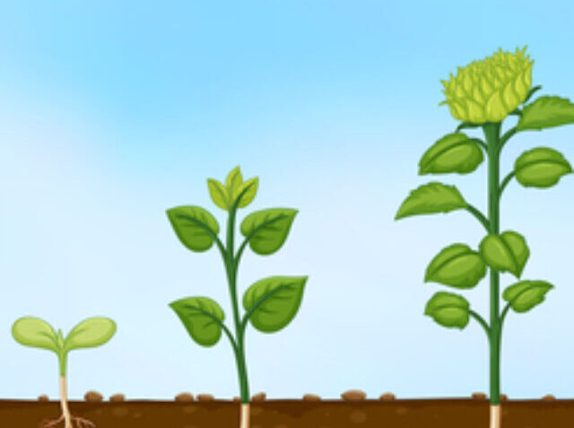 Diagram of plant growth stages