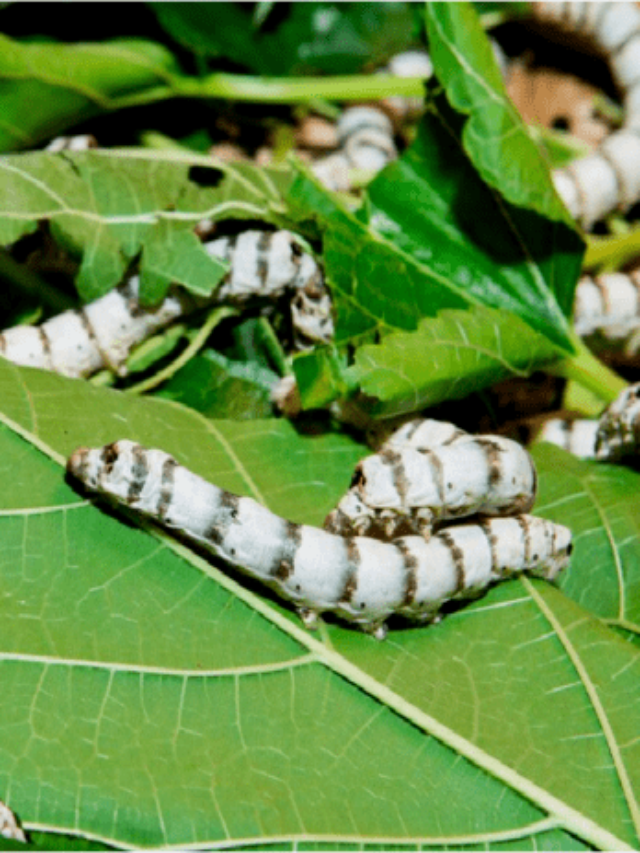 रेशीम किडा व्यवसाय माहिती