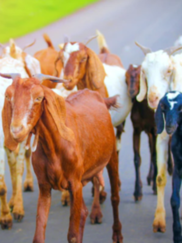 शेळी पालन : गाभण शेळीची निगा व आहार कसा असावा?