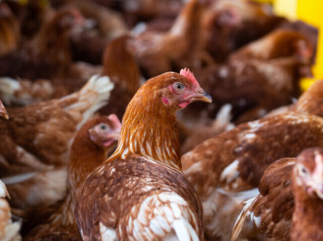 Brown chickens, hens in farm.