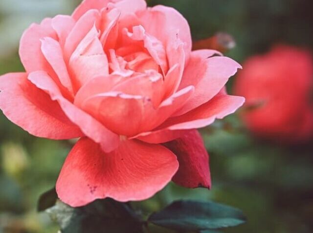closeup-shot-pink-garden-rose-with-blurred-natural-great-blog (1) (1)