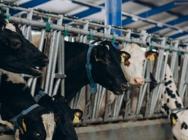 cropped-cow-bulls-cowshed-farm-1-1.jpg