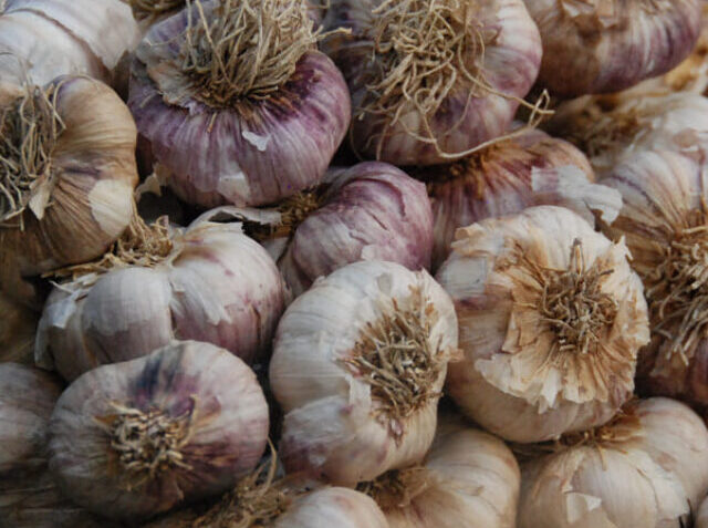 cropped-garlic-5.jpg