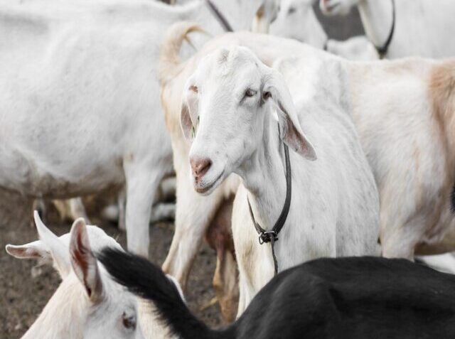 high-angle-farm-with-goats (1)