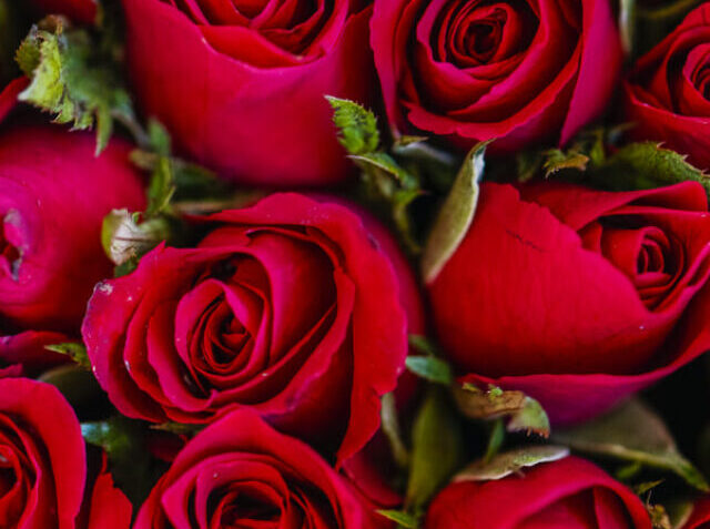 red-roses-textured-background (1) (1)