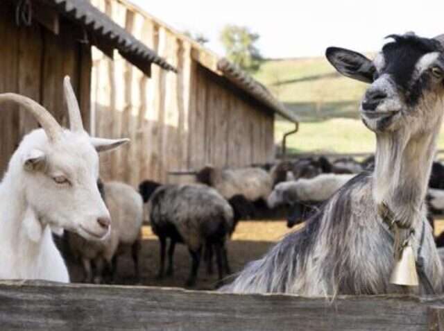 rural-lifestyle-concept-with-goats (1)