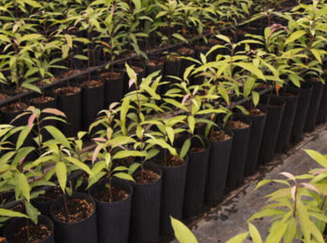 tropical-mango-trees-with-green-leaves (1) (1)