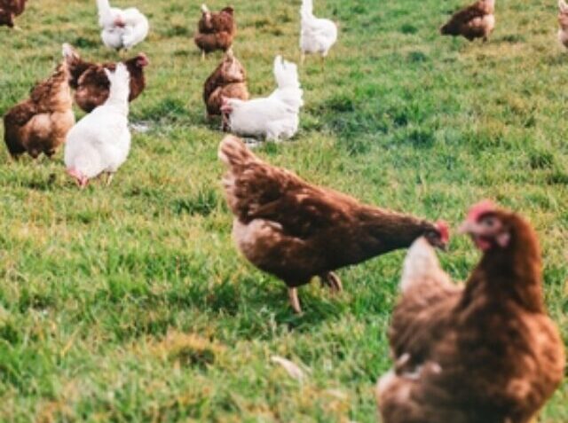 White and brown chickens in the fields during the daytime