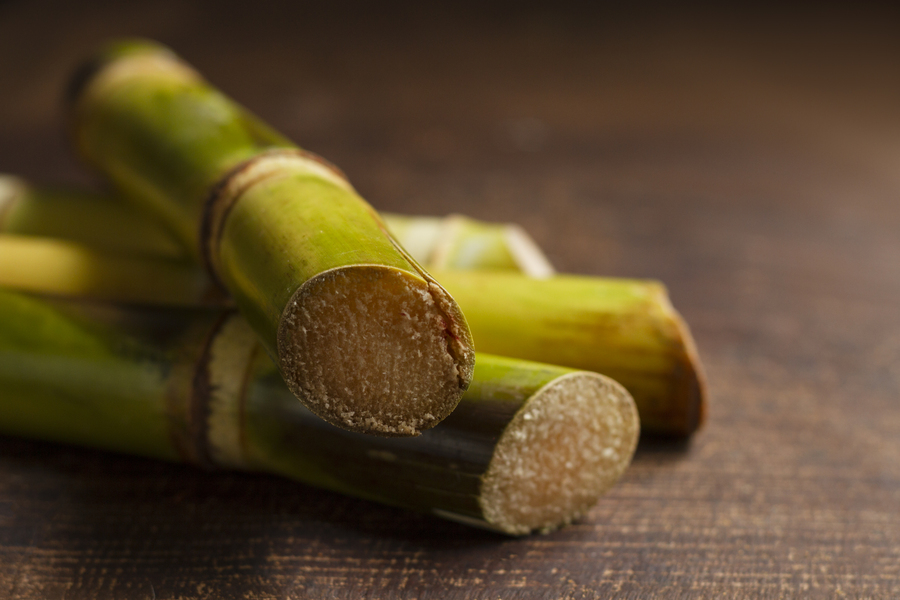 sugarcane