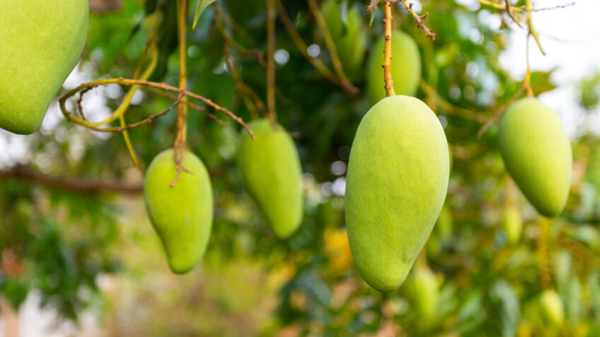 mango-tree-with-nature (1) (1)