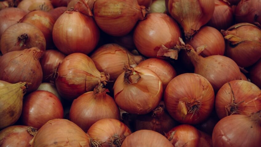 onion bulb