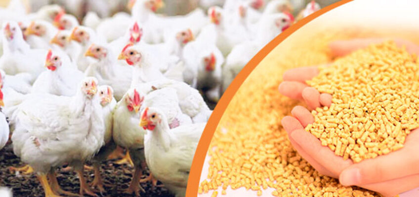 poultry-feed-production-buisness (1)
