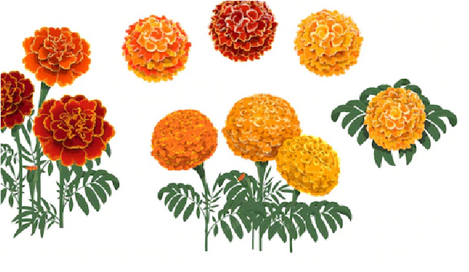 marigold
