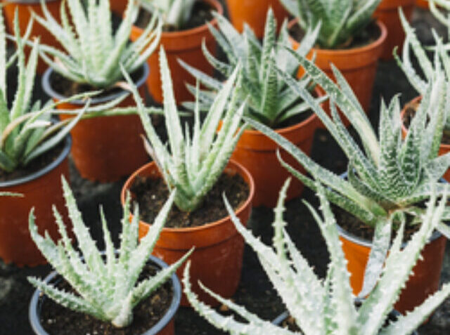 cropped-aloe-vera-plant-growing-brown-pots-1.jpg