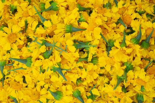 marigold seed