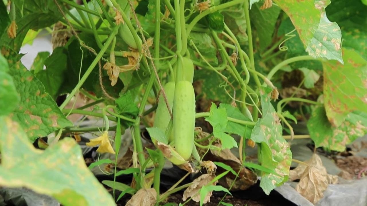 cucumber farming