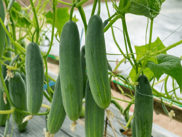 cucumber