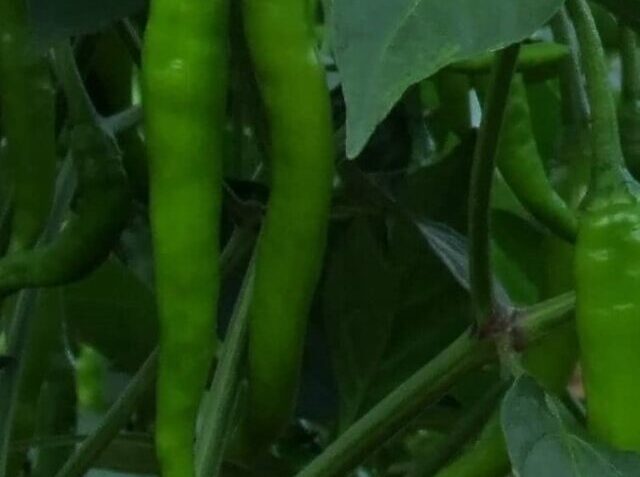 cropped-Chilli_crop_after_cut.jpg