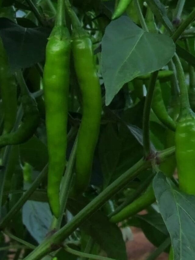 मिरची लागवडी साठी प्रसिद्ध मिरचीचे वाण