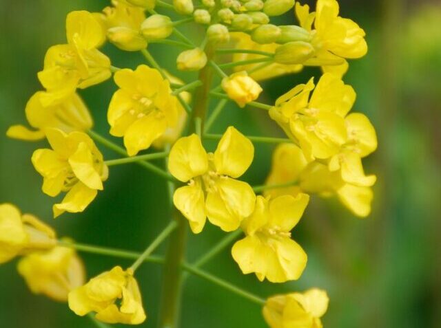 mustard-plant