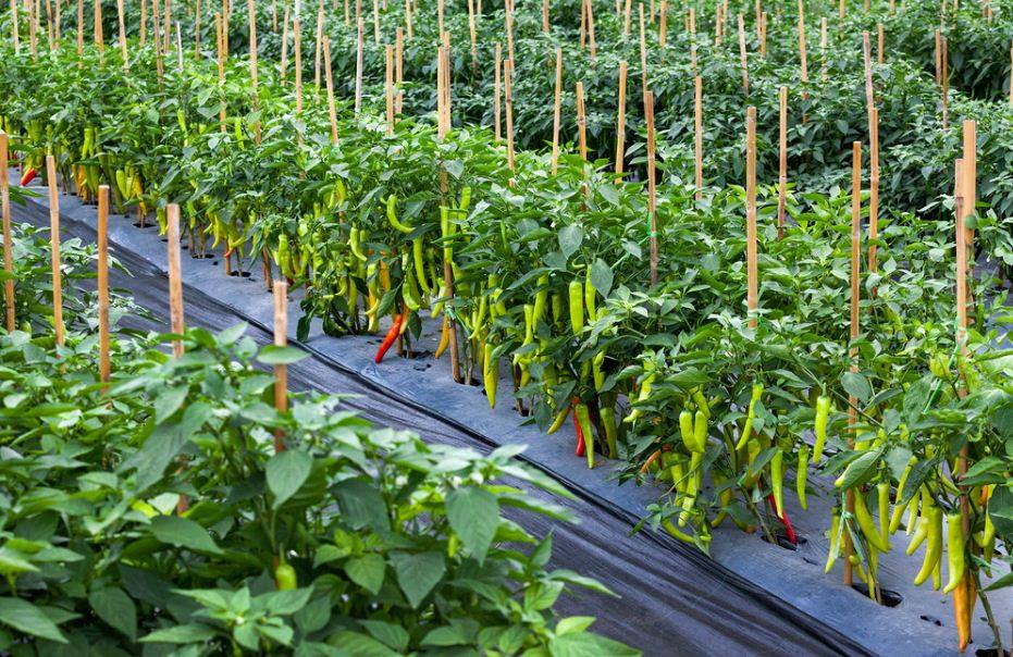 chilli farming