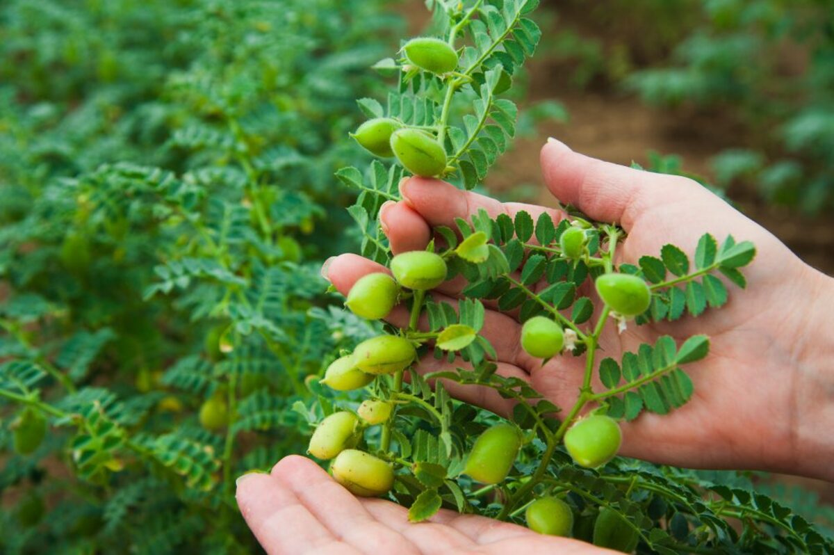 gram crop