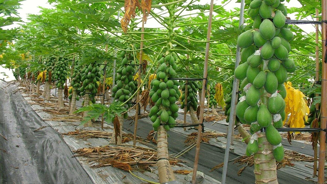 papai farming