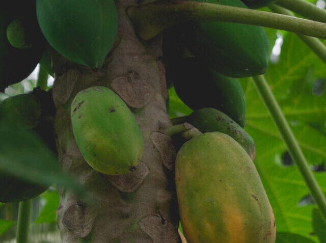 Papayas on a tree close up