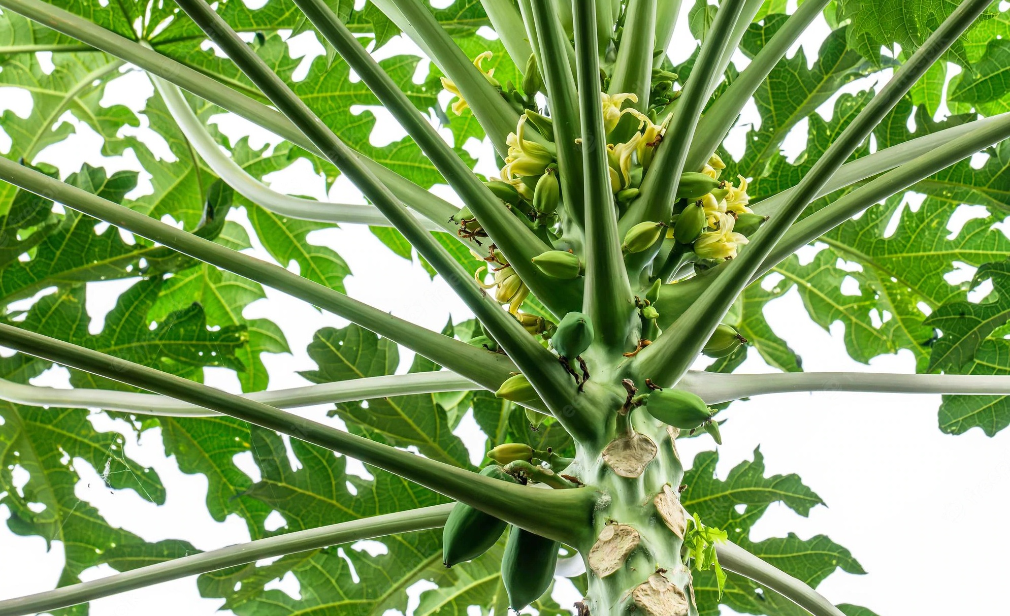 papaya cultivation