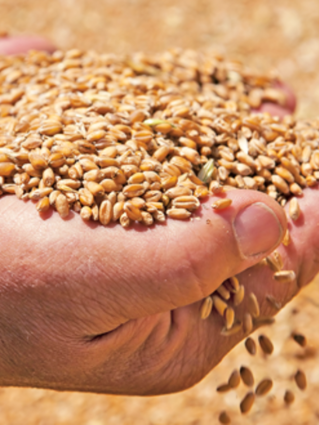भारतीय गव्हाचे वर्गीकरण व प्रकार |Varieties of Wheat