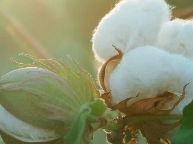 cotton-bud-on-plant (1)