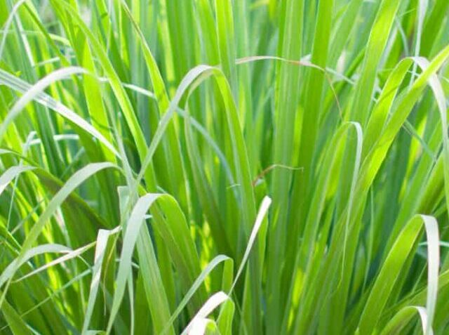 cropped-lemongrass-green-paradise.jpg