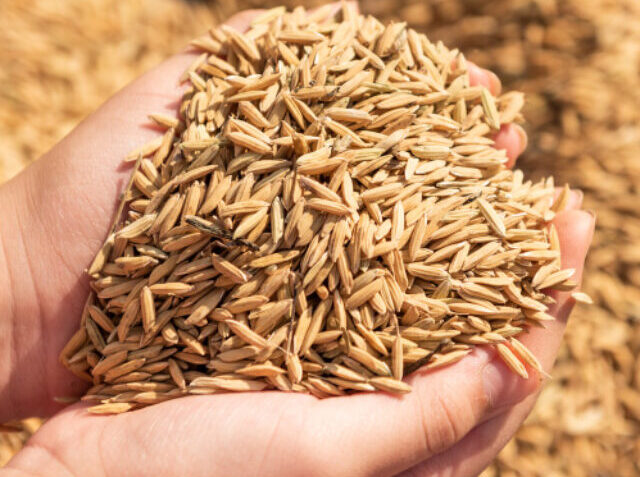 paddy-harvest-golden-yellow-paddy-hand-farmer-carrying-paddy-hand-rice (2)