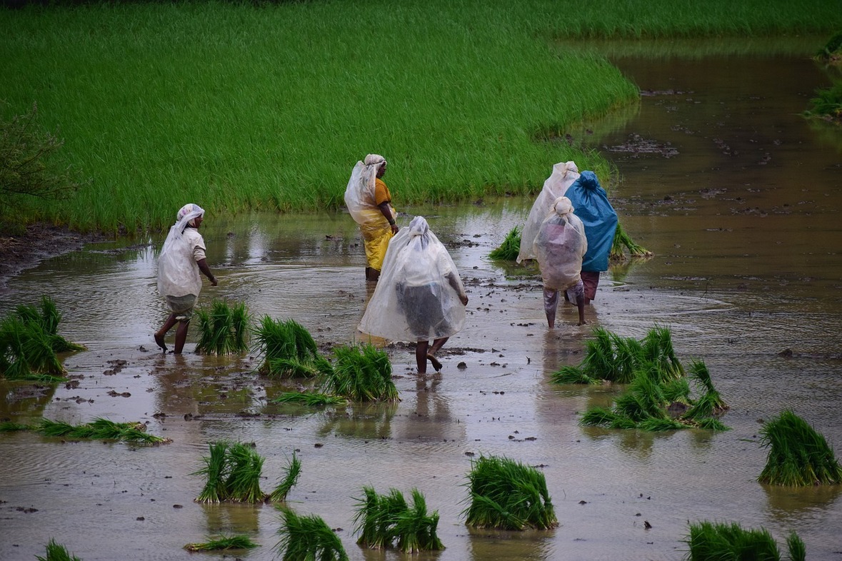 भात लागवड लावणी